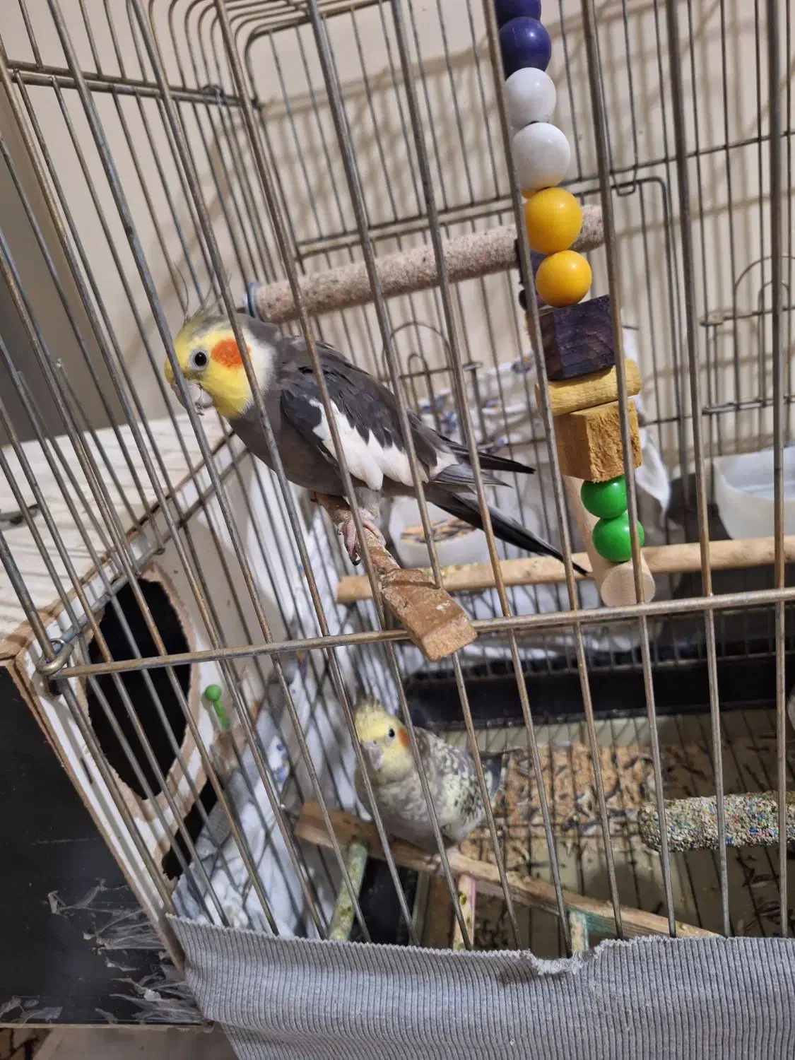 ۳ تا عروس هلندی|پرنده|تهران, هلال احمر|دیوار