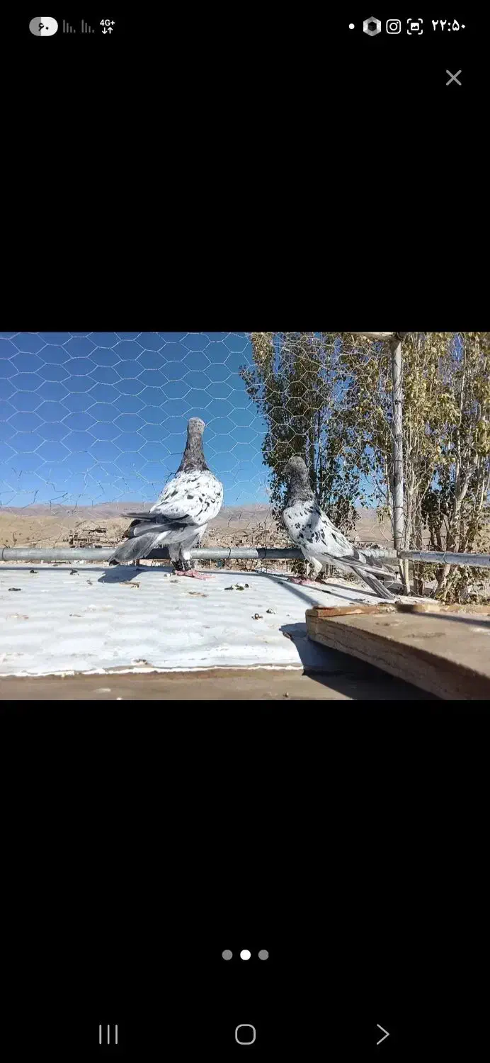 نروماده سار موشی زات عالی تخم جوجه خاطر جمع|پرنده|تربت‌حیدریه, کلاته توکلی|دیوار