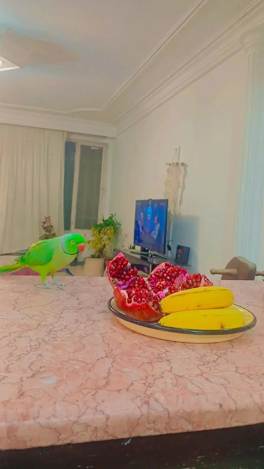 طوطی ملنگو سبز ۷ ساله|حیوانات|فردیس, ثابتی|دیوار