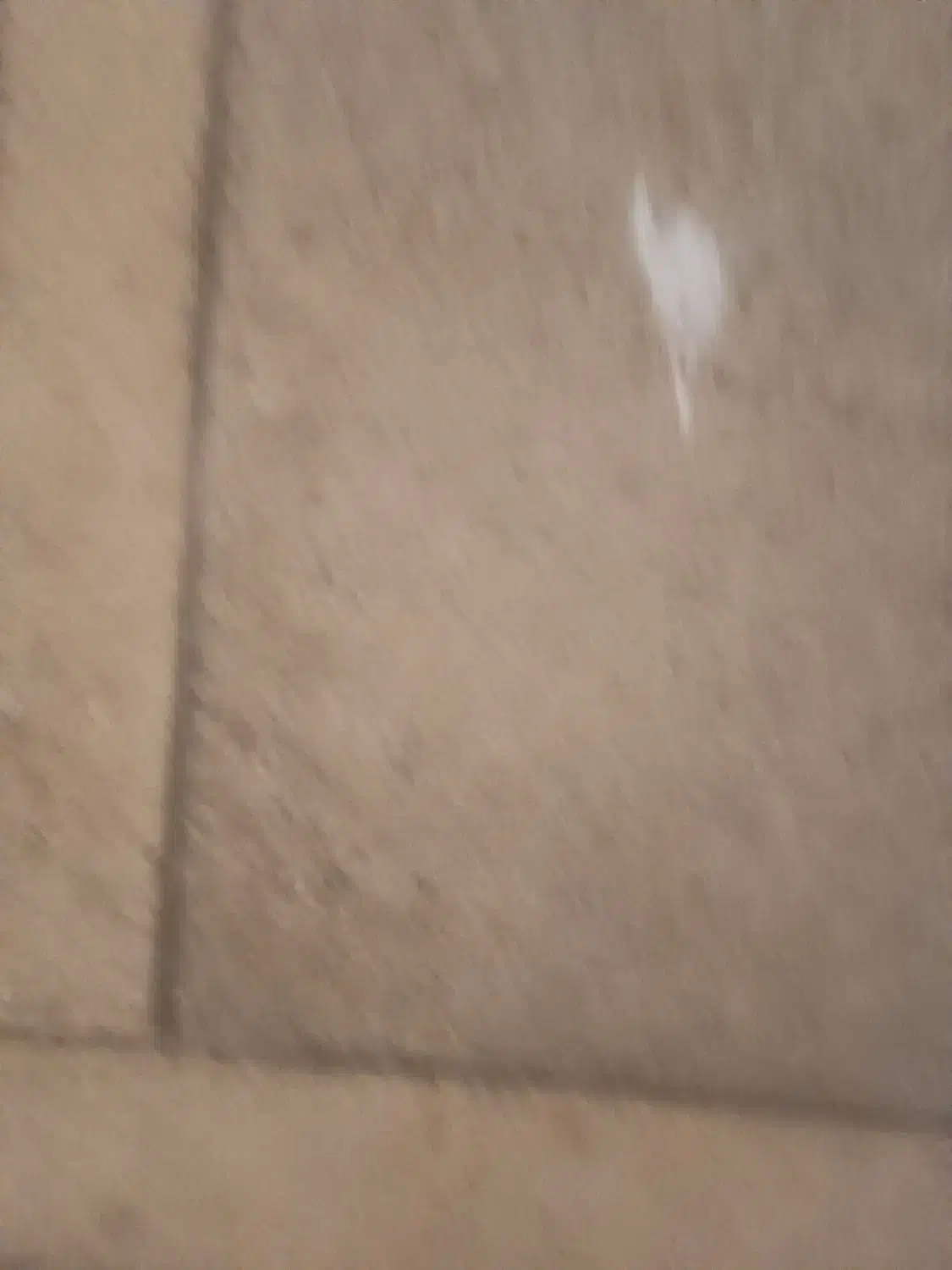 درود عروس هلندی سفید گم کردم|پرنده|کوار, |دیوار