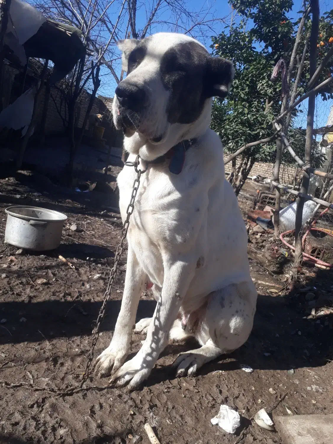 ماده آلابای اصیل.واگذاری|سگ|خان ببین, |دیوار