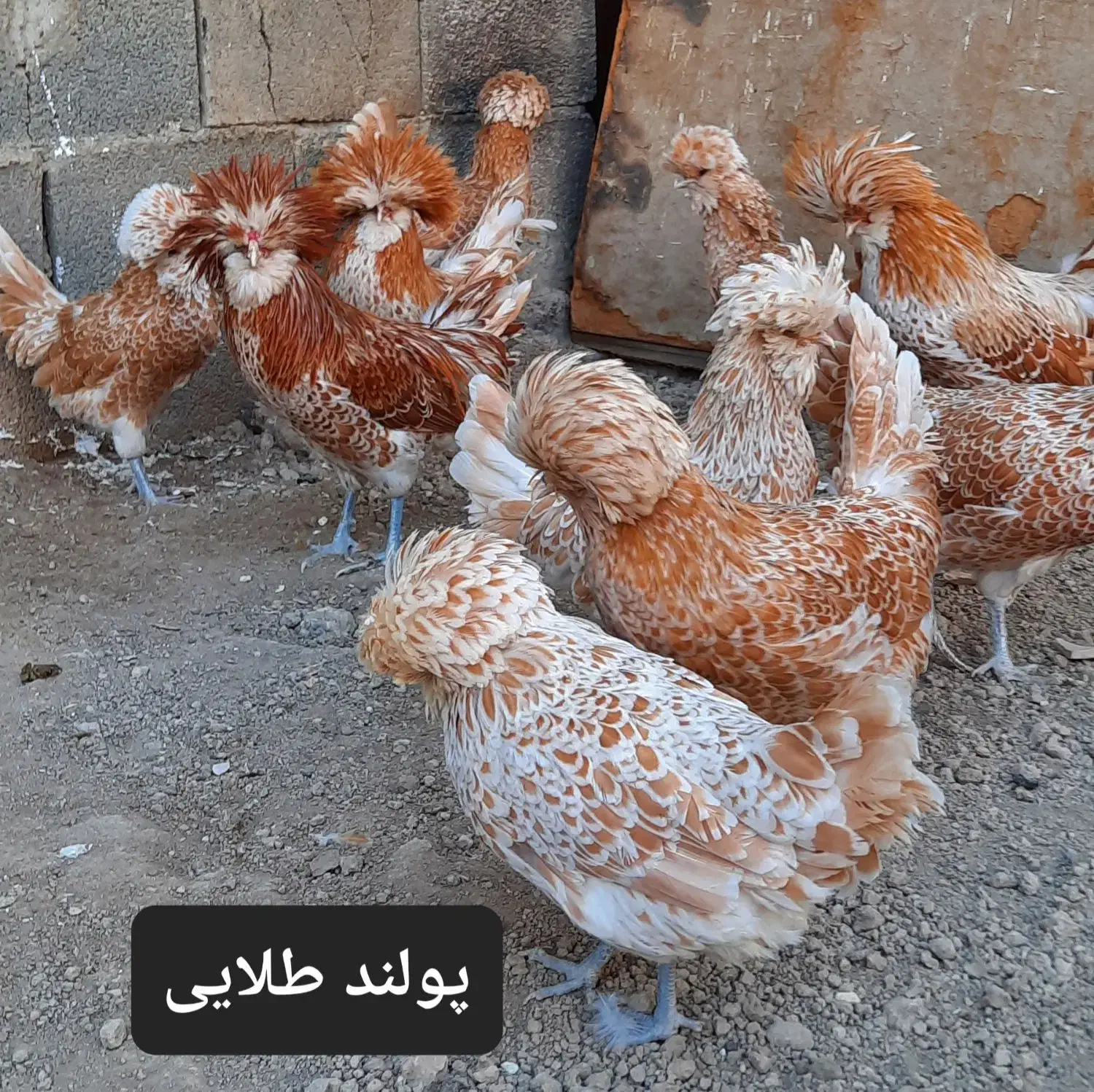 جوجه مرغ زینتی پولند طلایی. سیلور. گلد|حیوانات مزرعه|خمینی‌شهر, |دیوار
