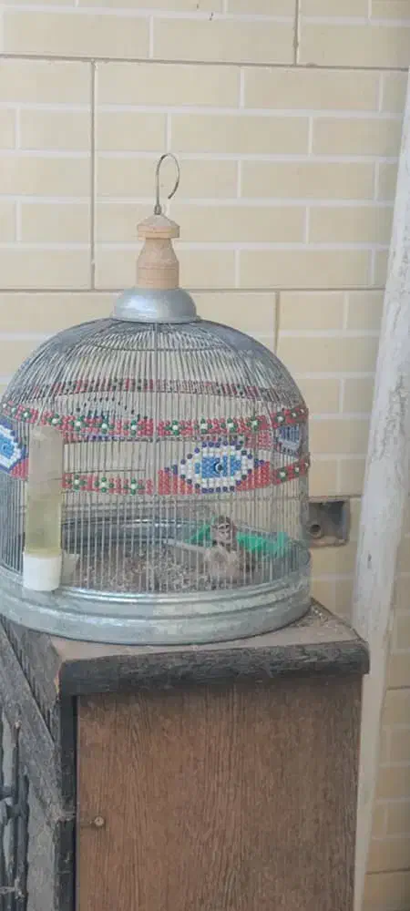 طغرا پرنده قناری عروس هلندی|پرنده|کرمان, |دیوار