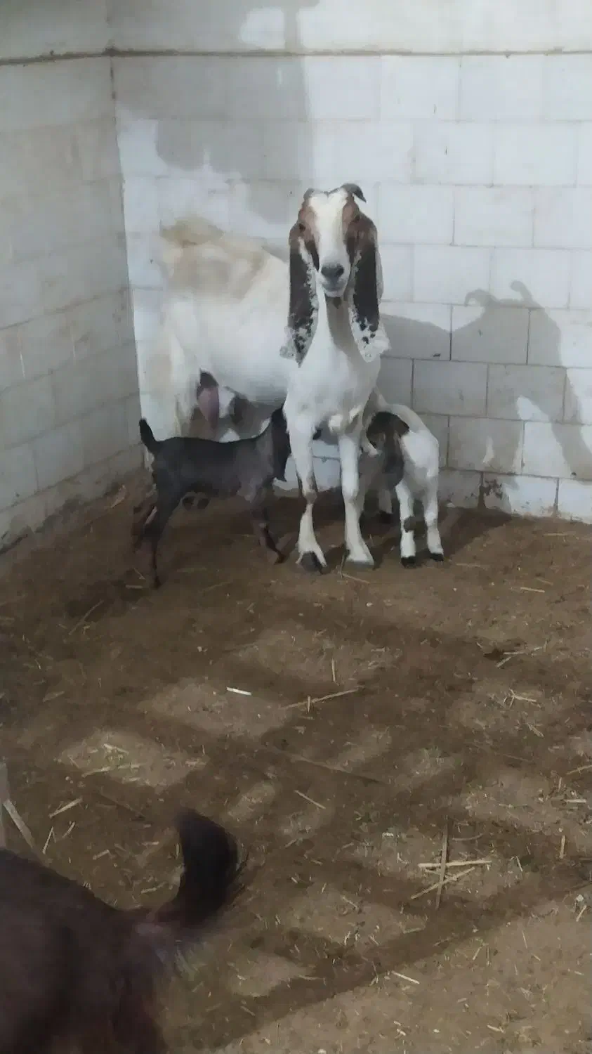 بز و گوسفند|حیوانات مزرعه|مهر, |دیوار