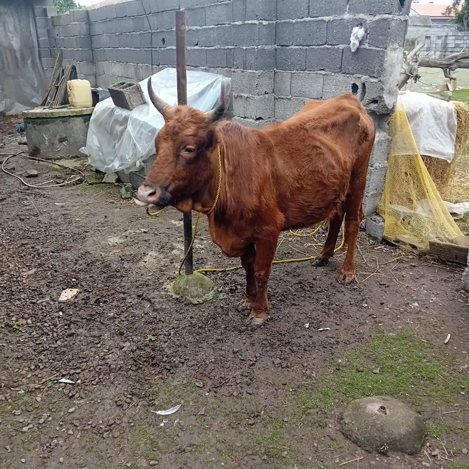 گاوچالوسی ۶ماه حامله|حیوانات مزرعه|لشت نشا, |دیوار