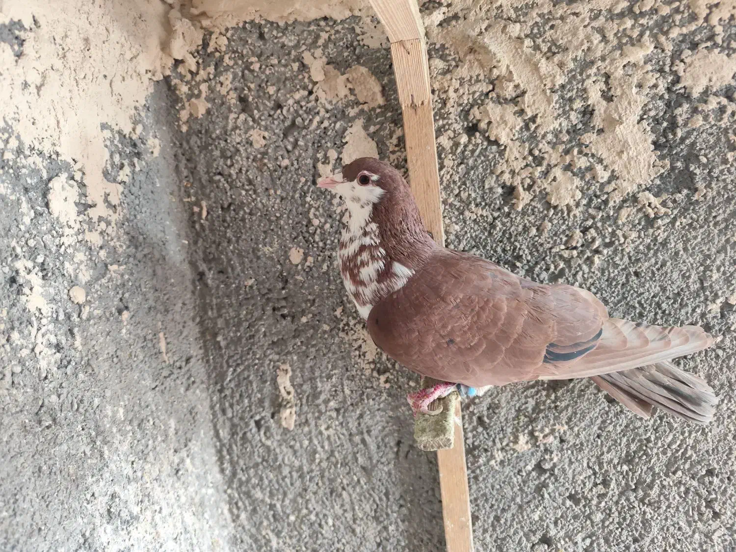 کفتر|پرنده|مشهد, کارمندان دوم|دیوار