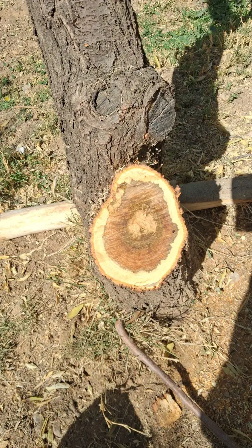 راهنمایی|فعالیت داوطلبانه|نجف‌آباد, طالقانی|دیوار