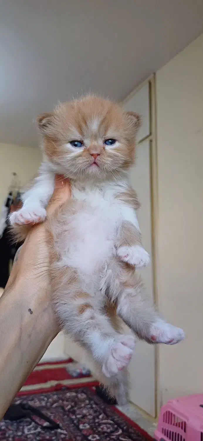 گربه پرشین|گربه|گرگان, |دیوار