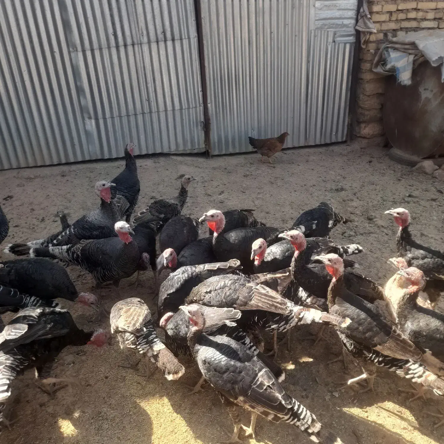 بوقلمون نر و ماده|حیوانات مزرعه|همدان, |دیوار