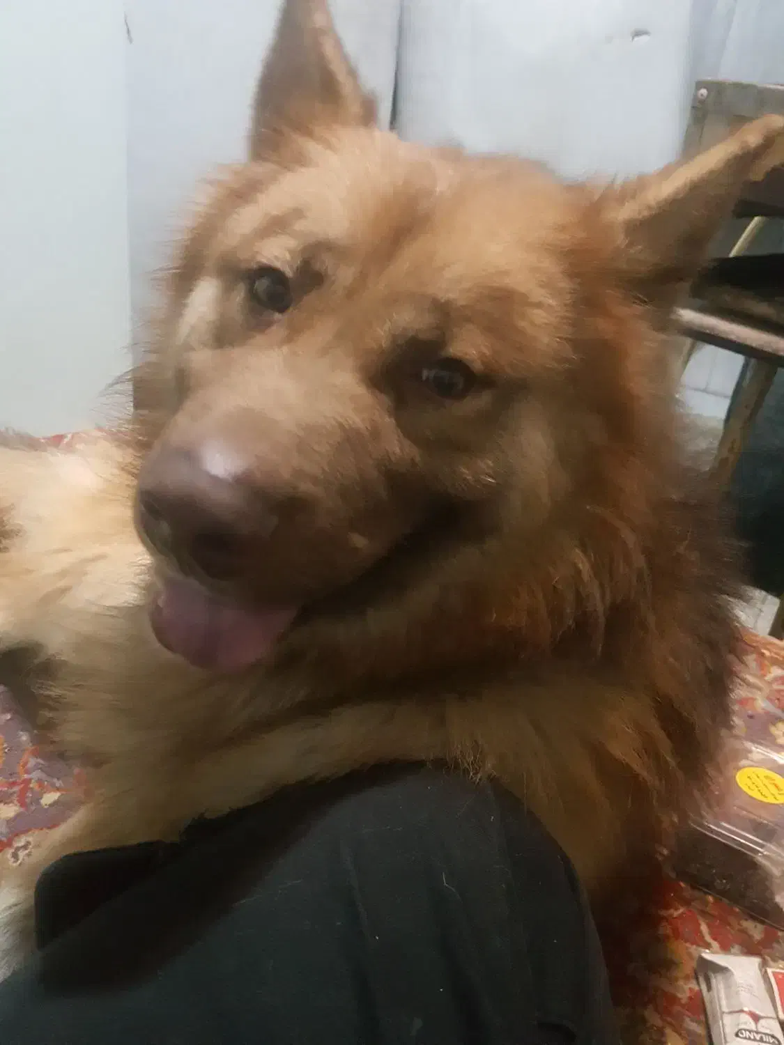 سگ ژرمن|سگ|اصفهان, شهریار|دیوار