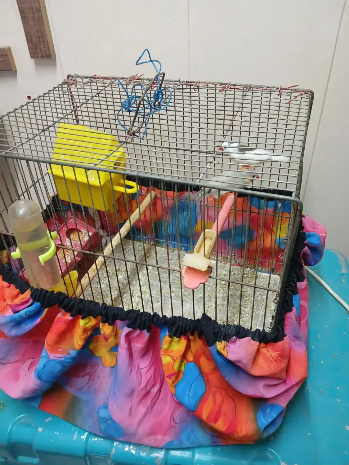 جفت فنچ هماده|پرنده|تربت‌حیدریه, شهید قرنی|دیوار