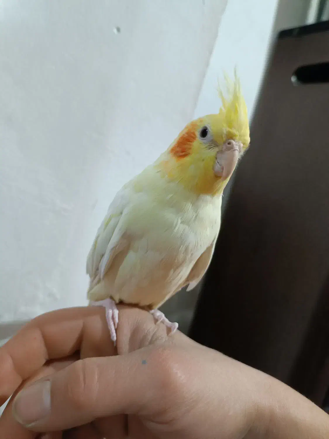 عروس هلندی ماده|پرنده|تبریز, |دیوار