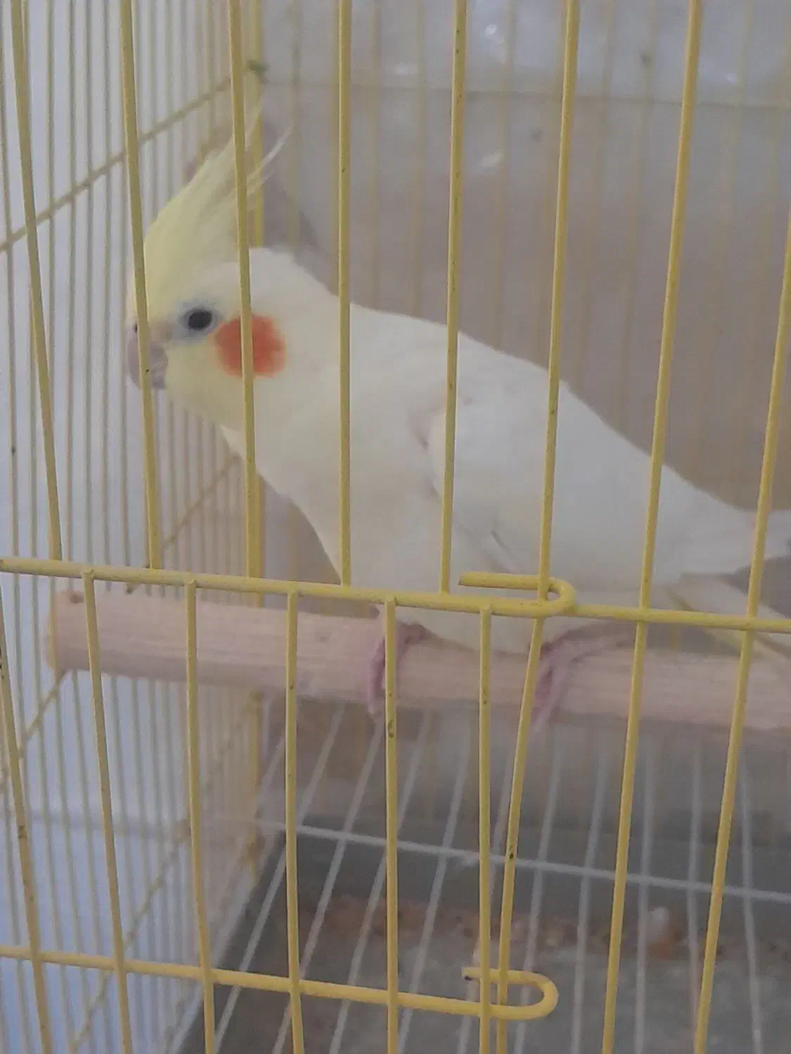 قفس عروس هلندی|لوازم جانبی حیوانات|یزد, |دیوار