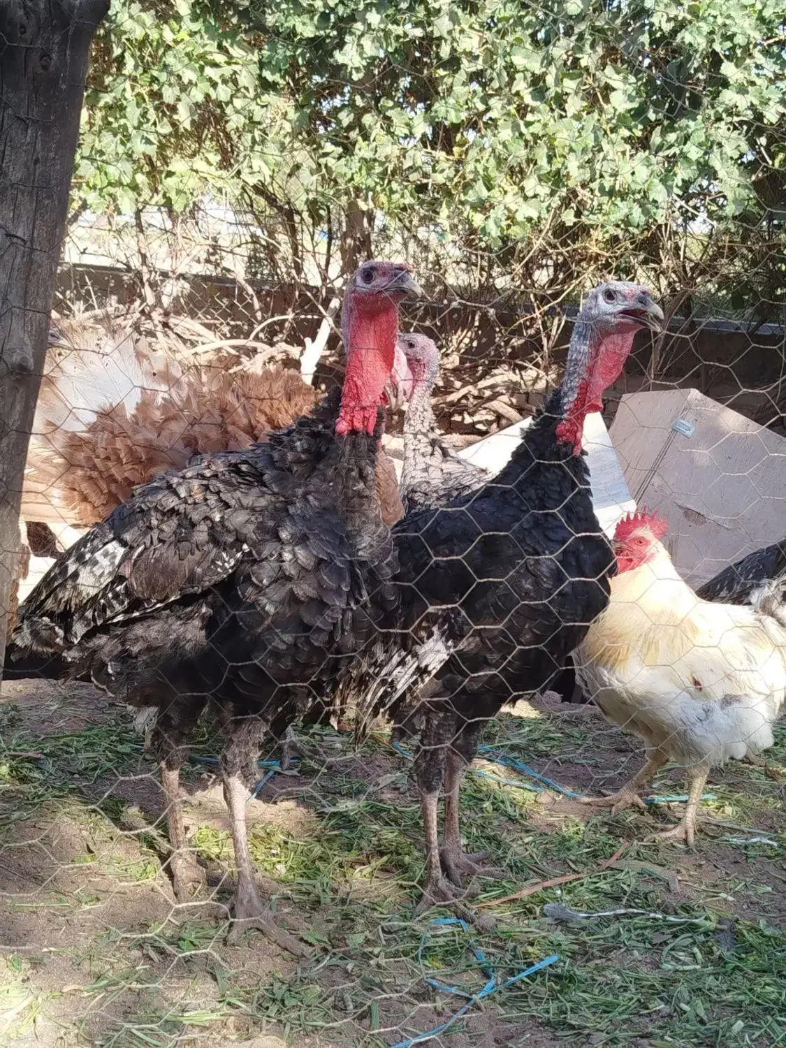 بوقلمون ارگانیک مزرعه|حیوانات مزرعه|قزوین, |دیوار