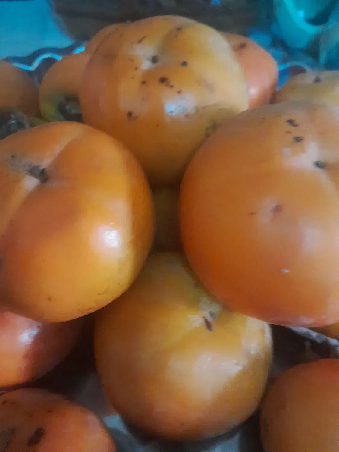 فوری خرمالوی شیرین وخوشمزه|عمده‌فروشی|رشت, بلوار گیلان|دیوار