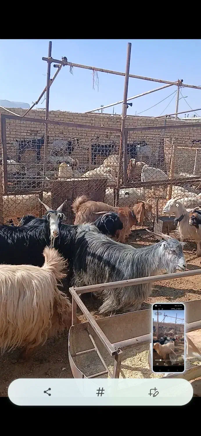 فروش بز کهره دار و آبستن و پازن|حیوانات مزرعه|مرودشت, نقش رستم|دیوار