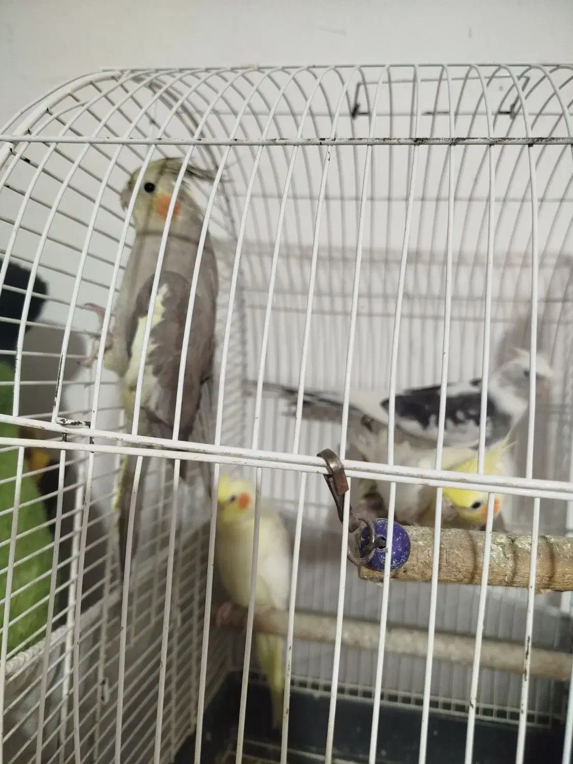 عروس هلندی پرورش خونگی نر و ماده،سخنگو|پرنده|رشت, حمیدیان|دیوار