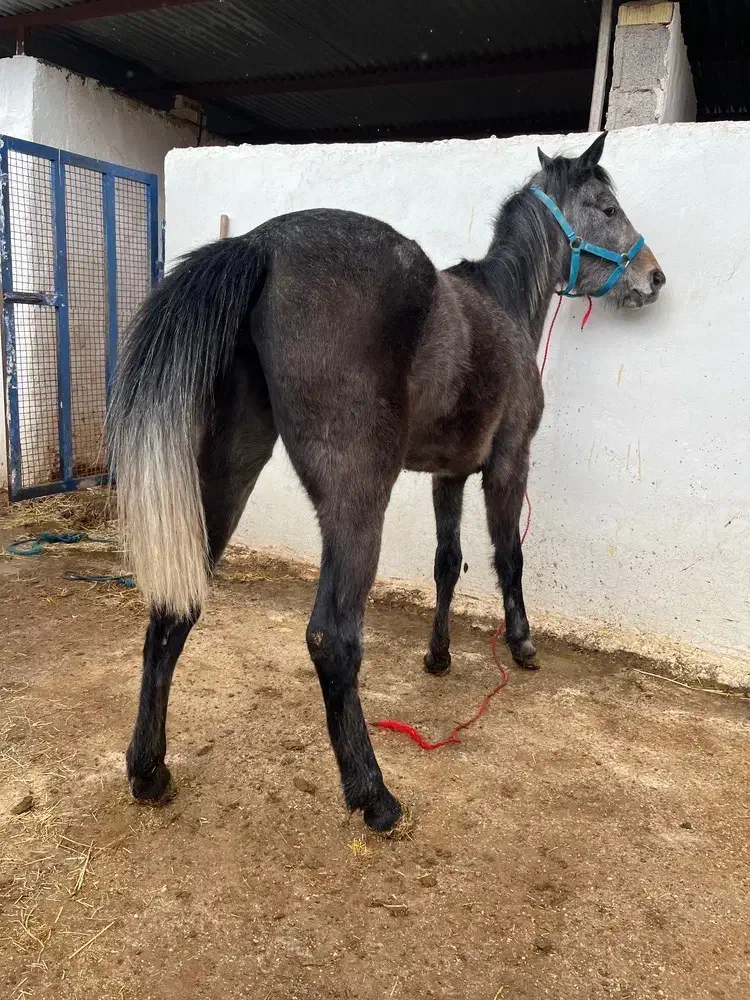 13راس اسب|اسب و تجهیزات اسبسواری|فسا, |دیوار