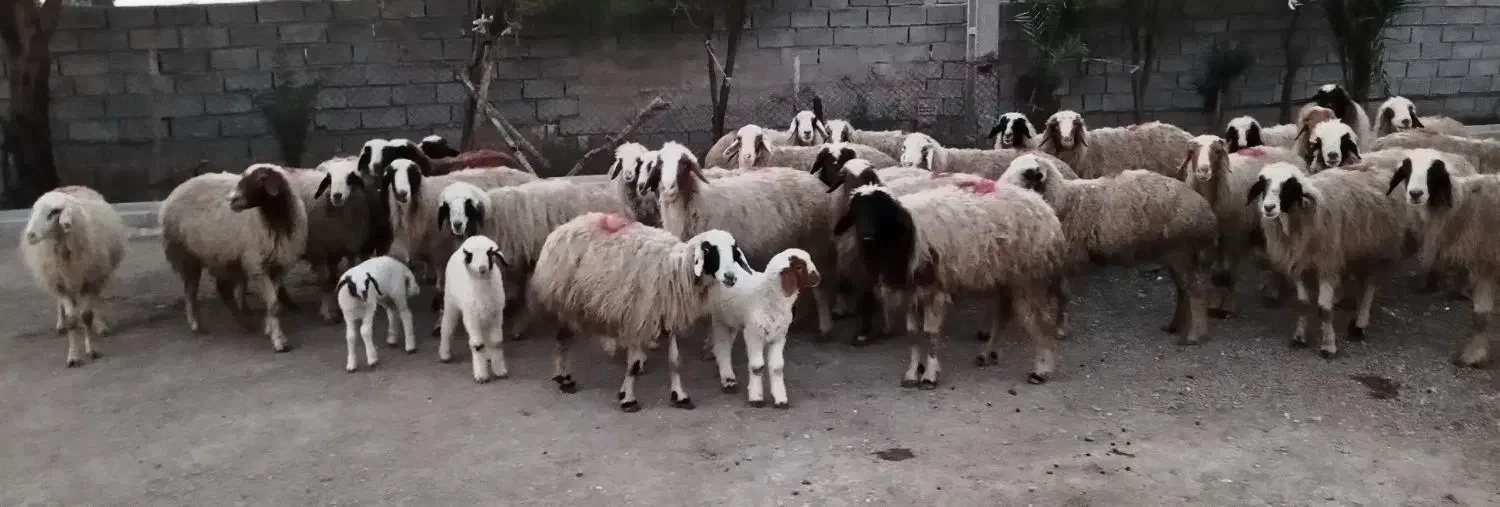 گوسفند|حیوانات مزرعه|سوسنگرد, |دیوار