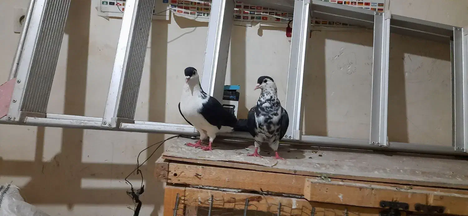 کفتر کلاغدم|پرنده|مشهد, نیزه|دیوار