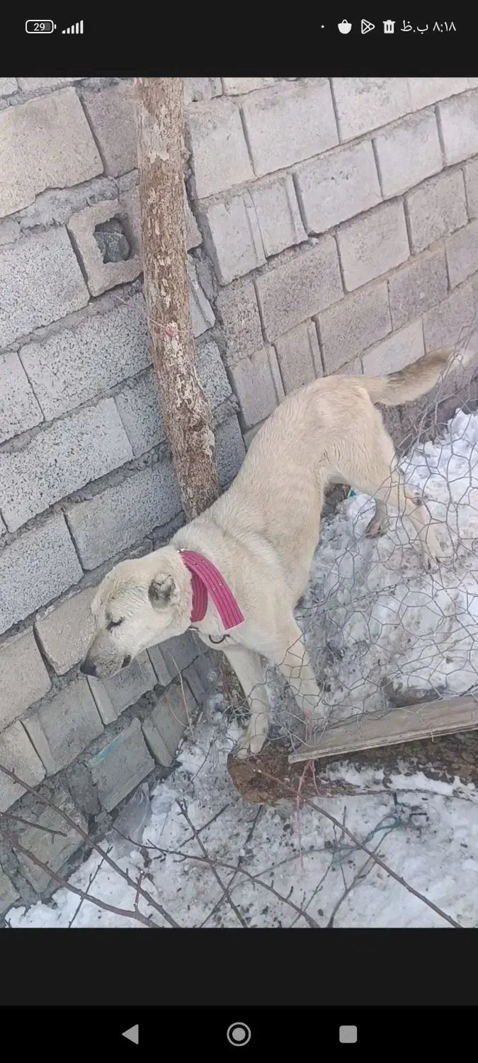 سرابی اصیل قدیم|سگ|مشگین شهر, |دیوار