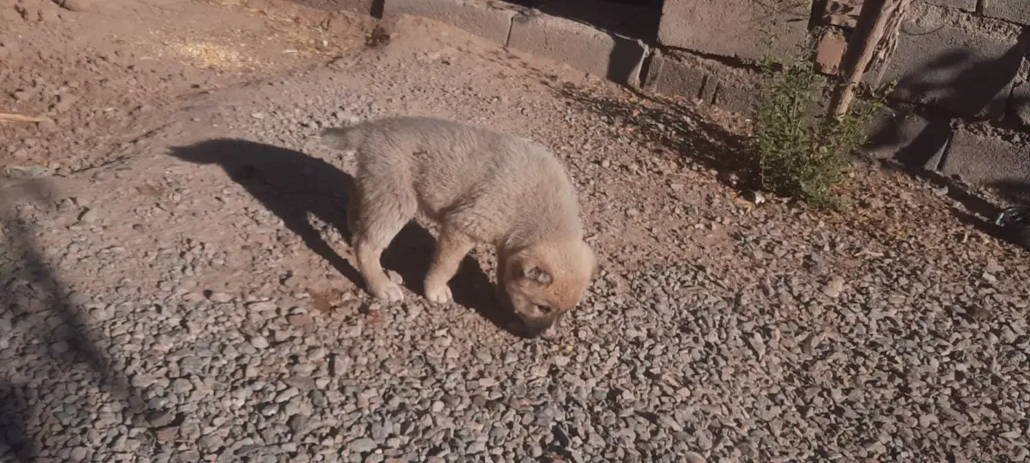 کوچوک|سگ|تایباد, |دیوار