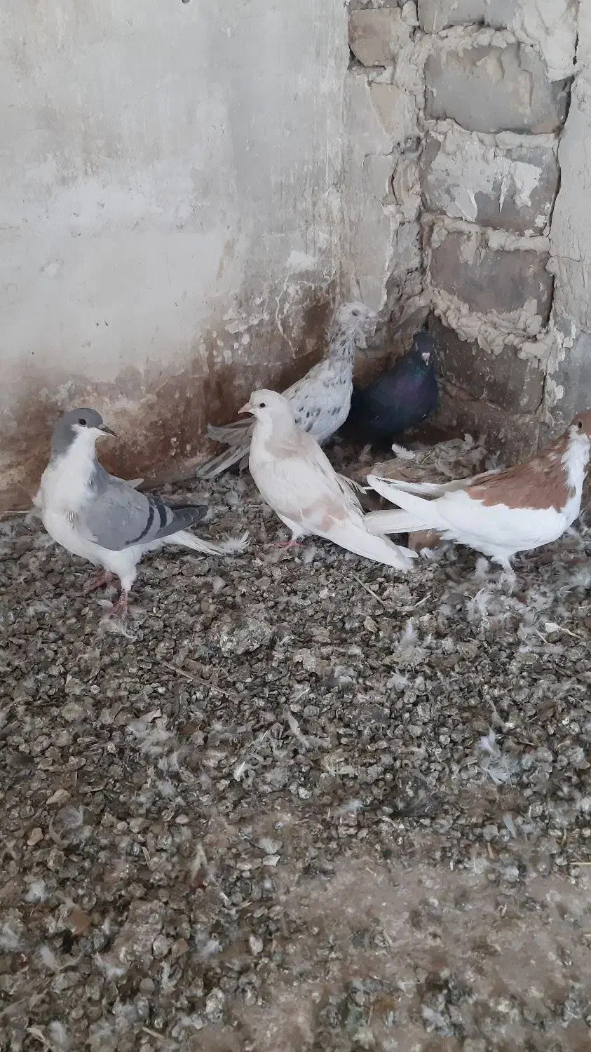 موقلف رنگی|پرنده|کوهین, |دیوار