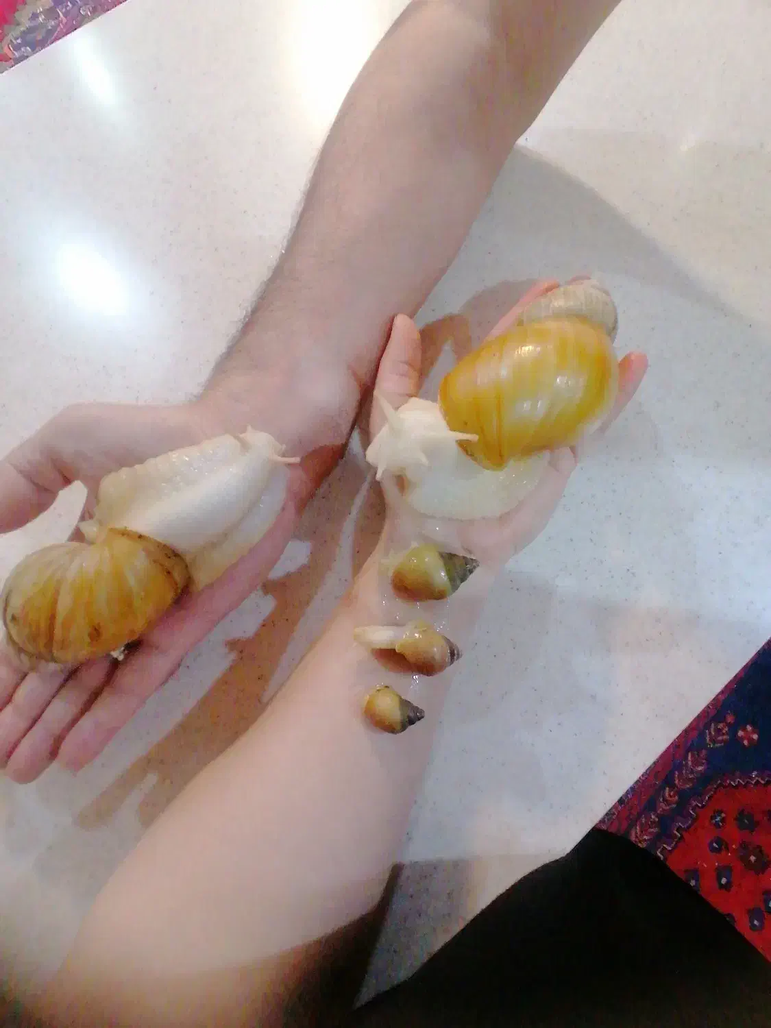 فروش حلزون و تخم حلزون|خزنده|شیراز, ریشمک|دیوار