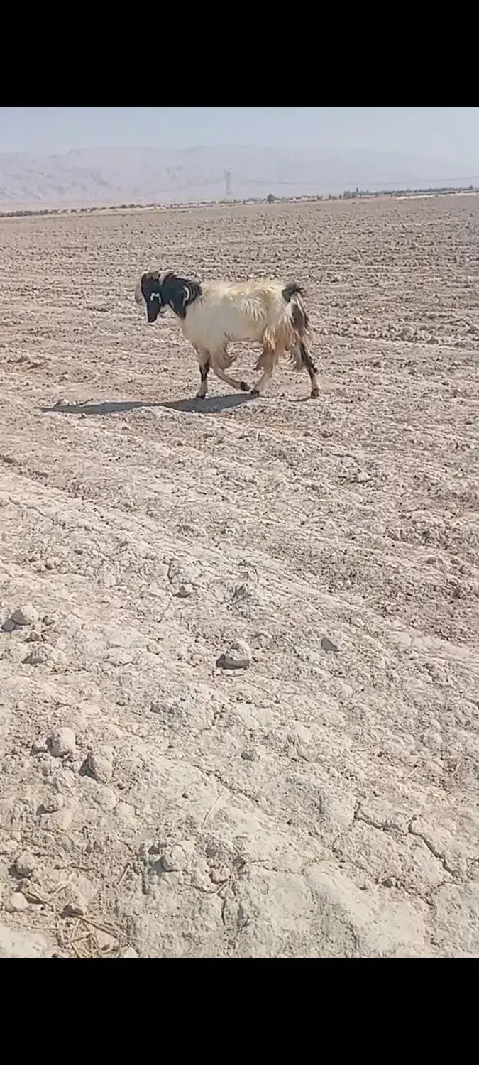 فروش پازن خوب دورگ جوان داشتی|حیوانات مزرعه|لامرد, |دیوار