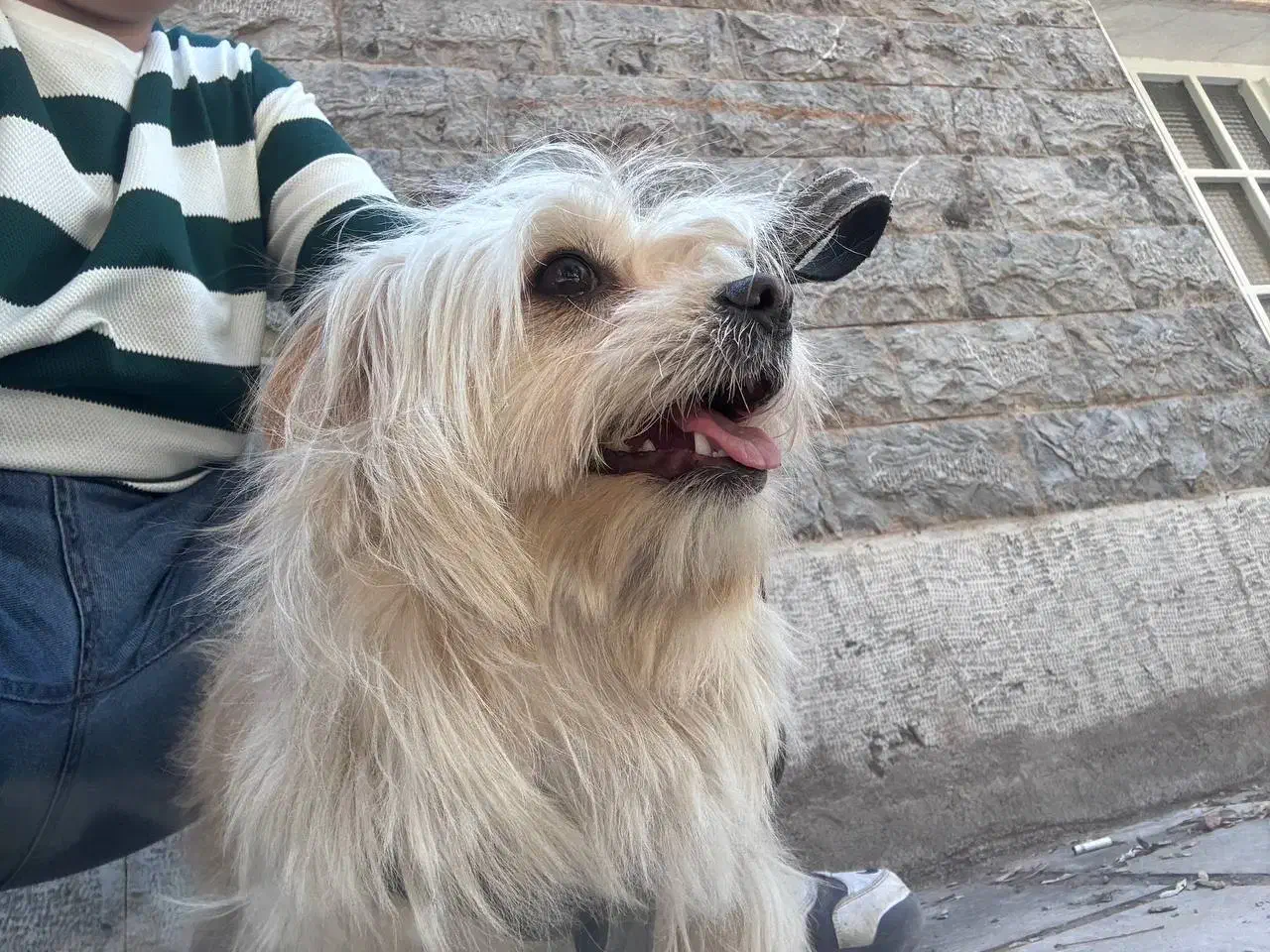 سگ خانگی|سگ|زنجان, |دیوار