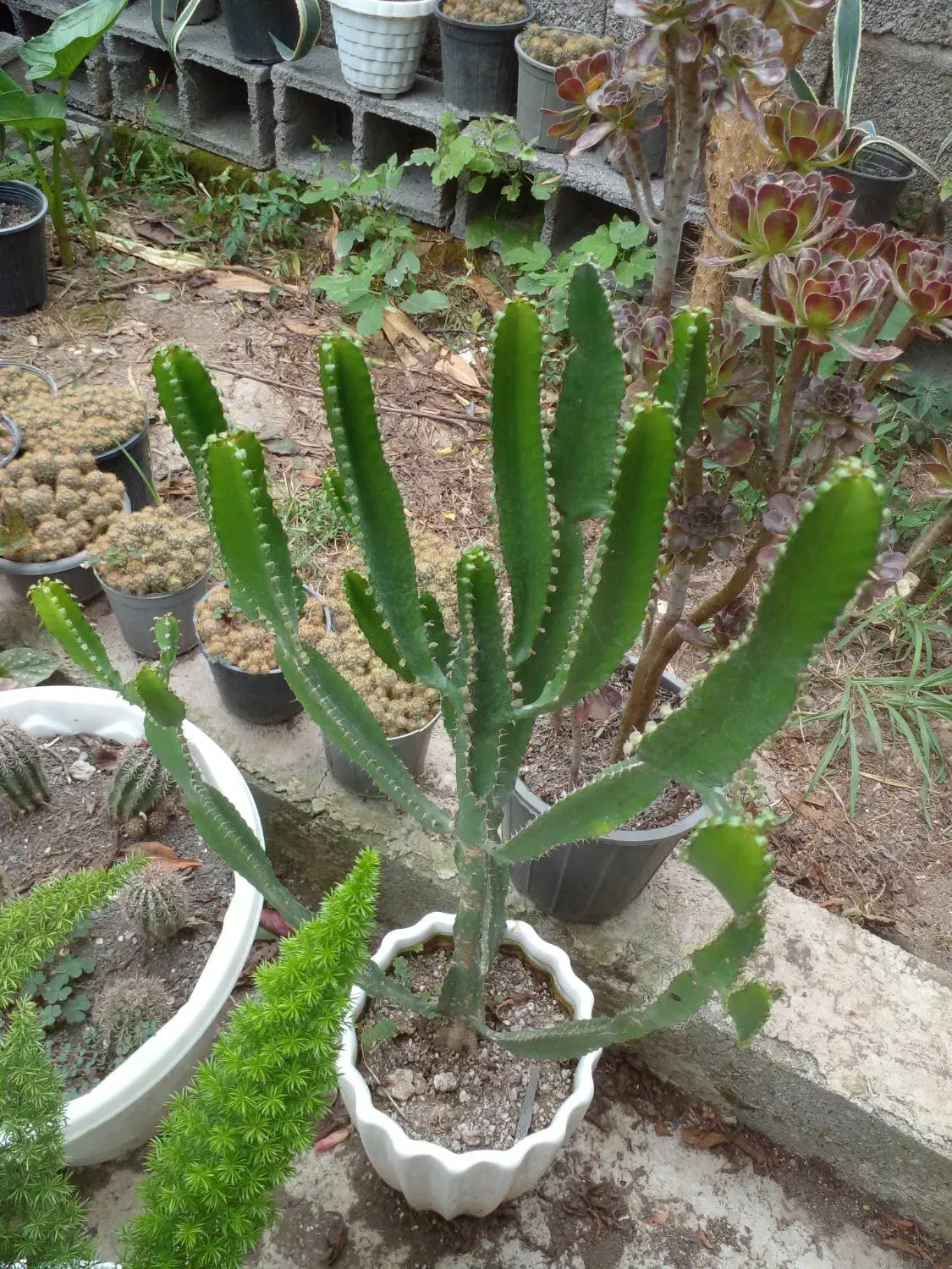 گلهای خیلی تمیز|گل و گیاه طبیعی|رشت, گلباغ نماز|دیوار