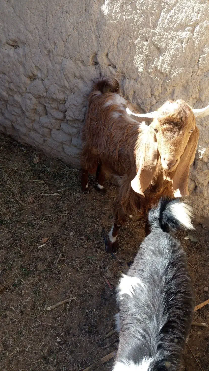 پاچن دورگ|حیوانات مزرعه|سراوان, |دیوار