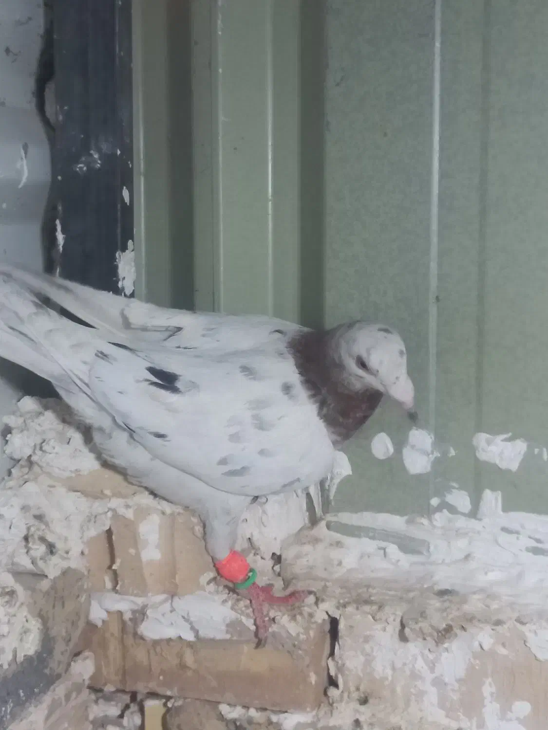 کفتر|پرنده|مشهد, پنجتن|دیوار