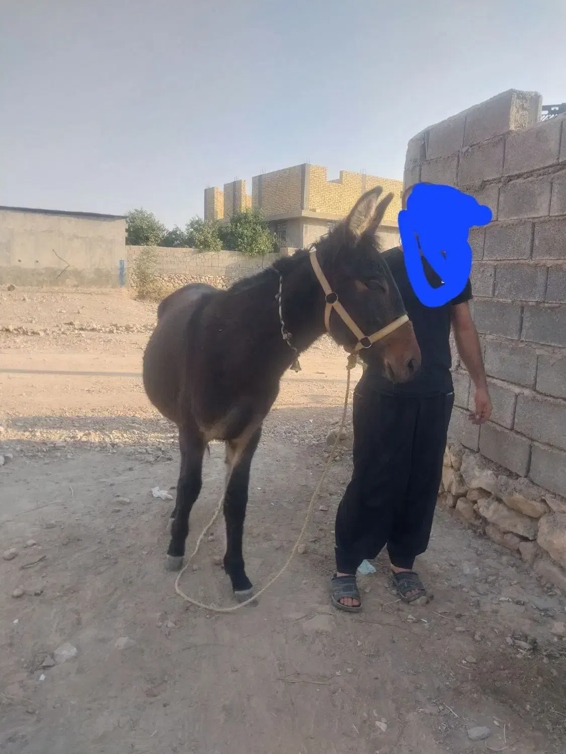 کره قاطر 14ماهه|حیوانات مزرعه|کوهمره, |دیوار