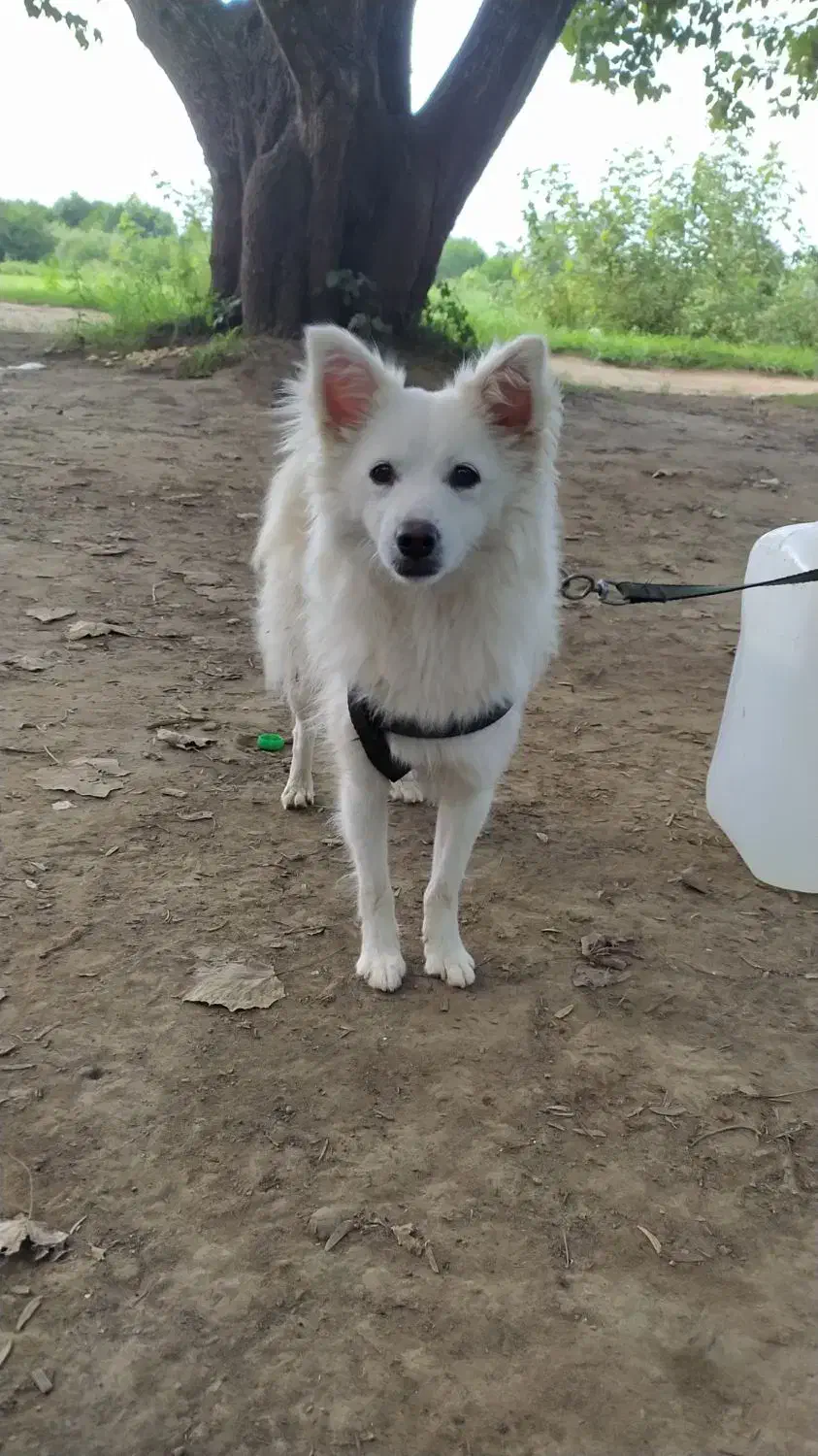 سگ پا کوتاه|سگ|لاهیجان, بازکیاگوراب|دیوار