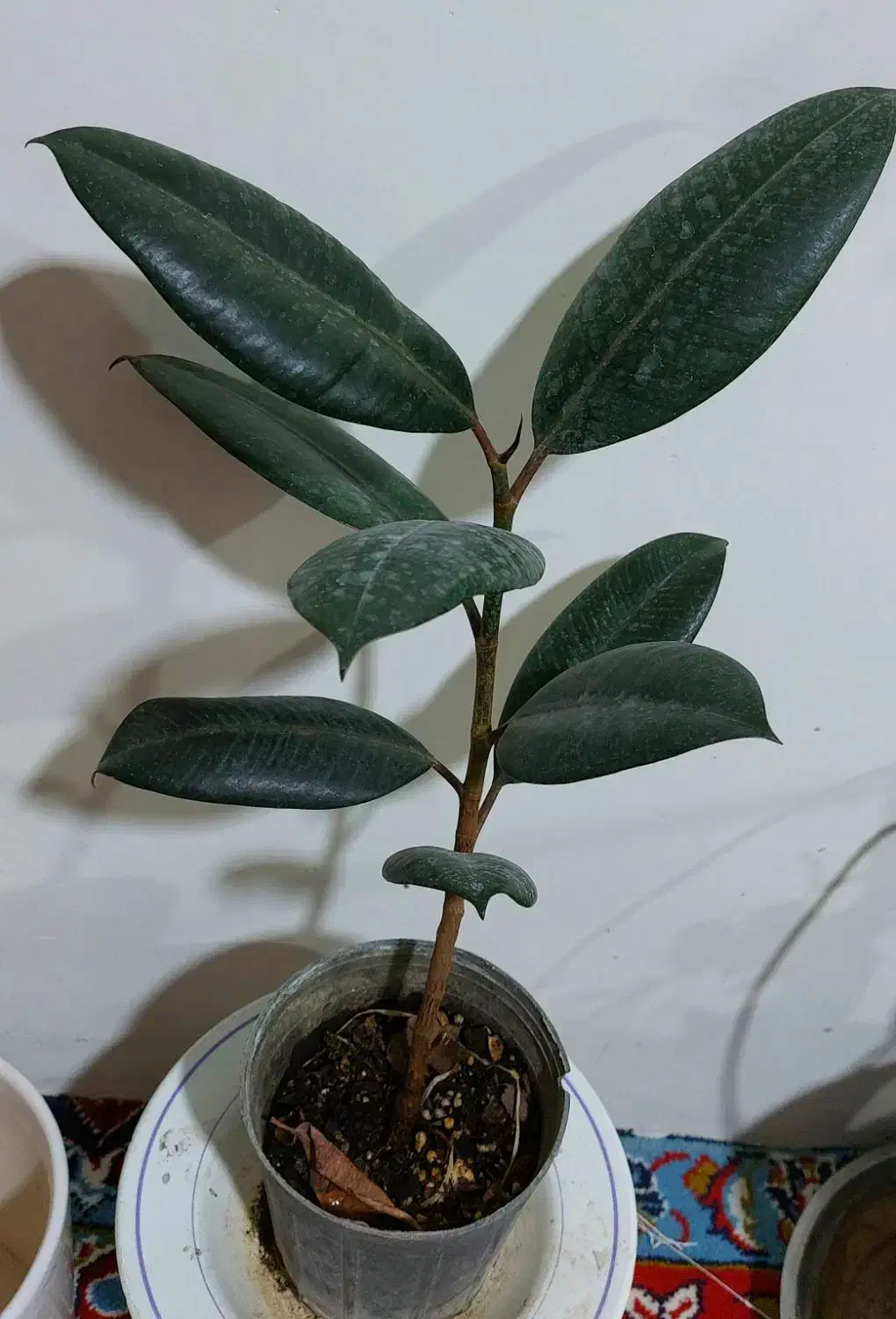 گل های آپارتمانی|گل و گیاه طبیعی|الشتر, |دیوار