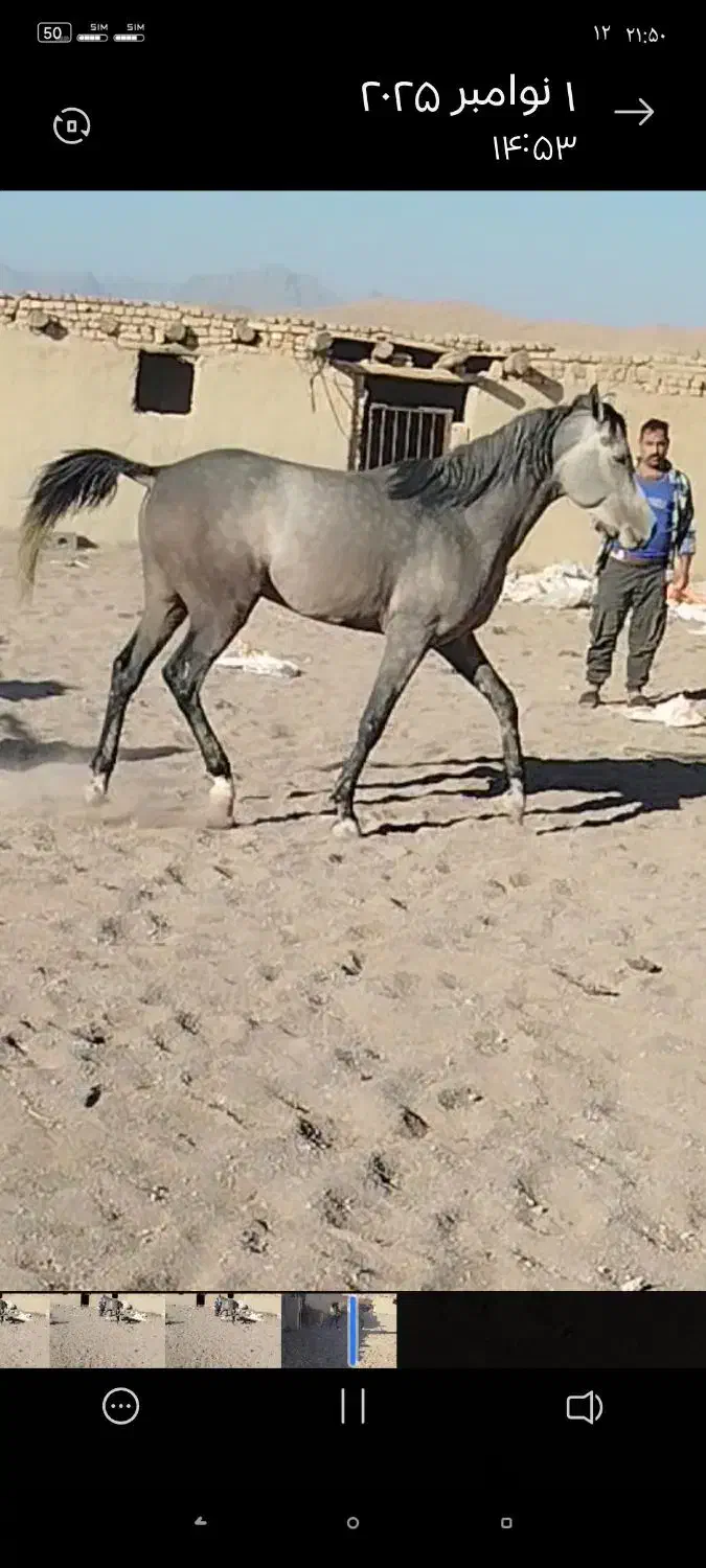 اسب نریان عرب کرد|اسب و تجهیزات اسب‌سواری|ندوشن, |دیوار