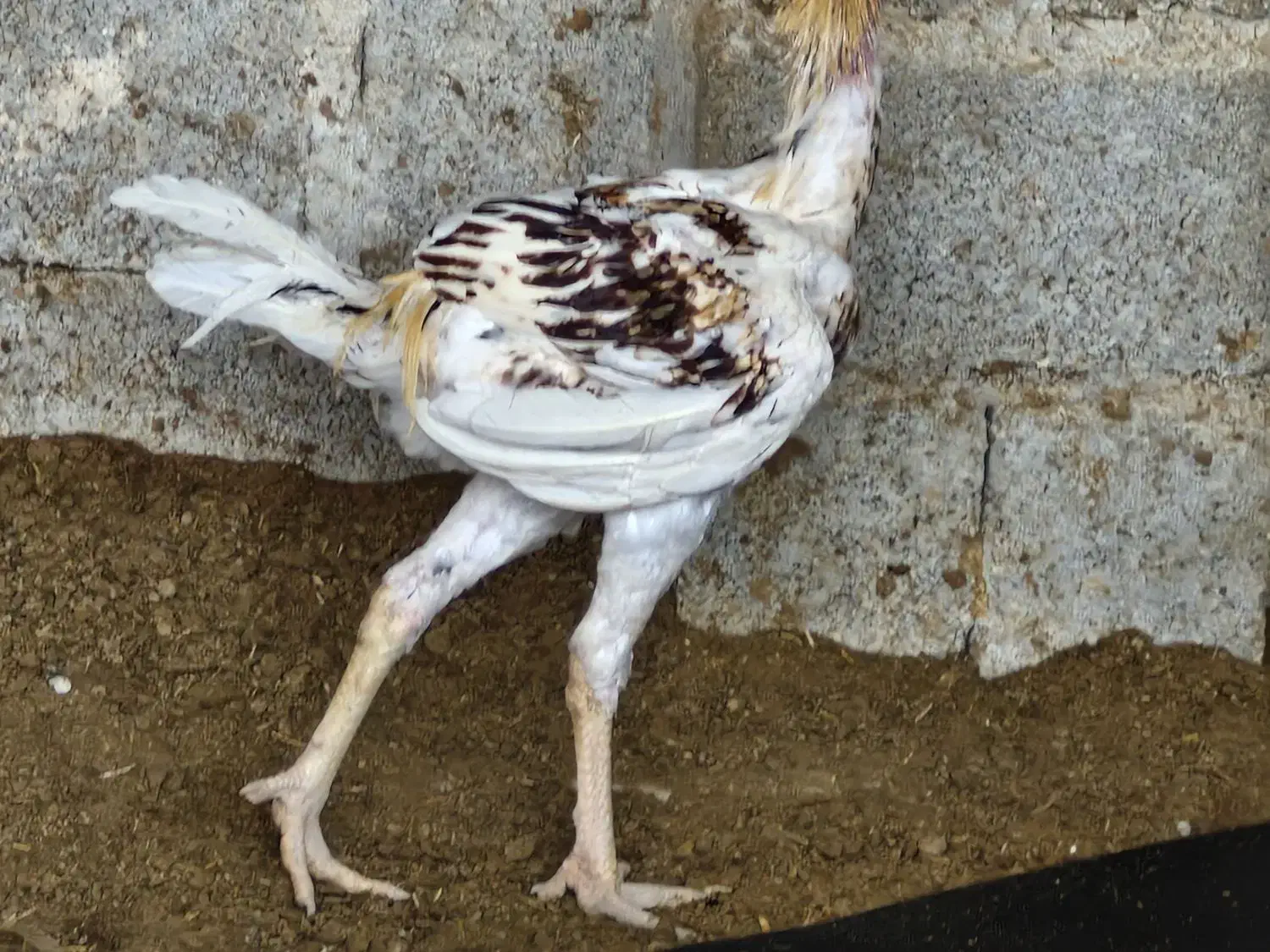 خروس لاری درجه یک|حیوانات مزرعه|جناح, |دیوار