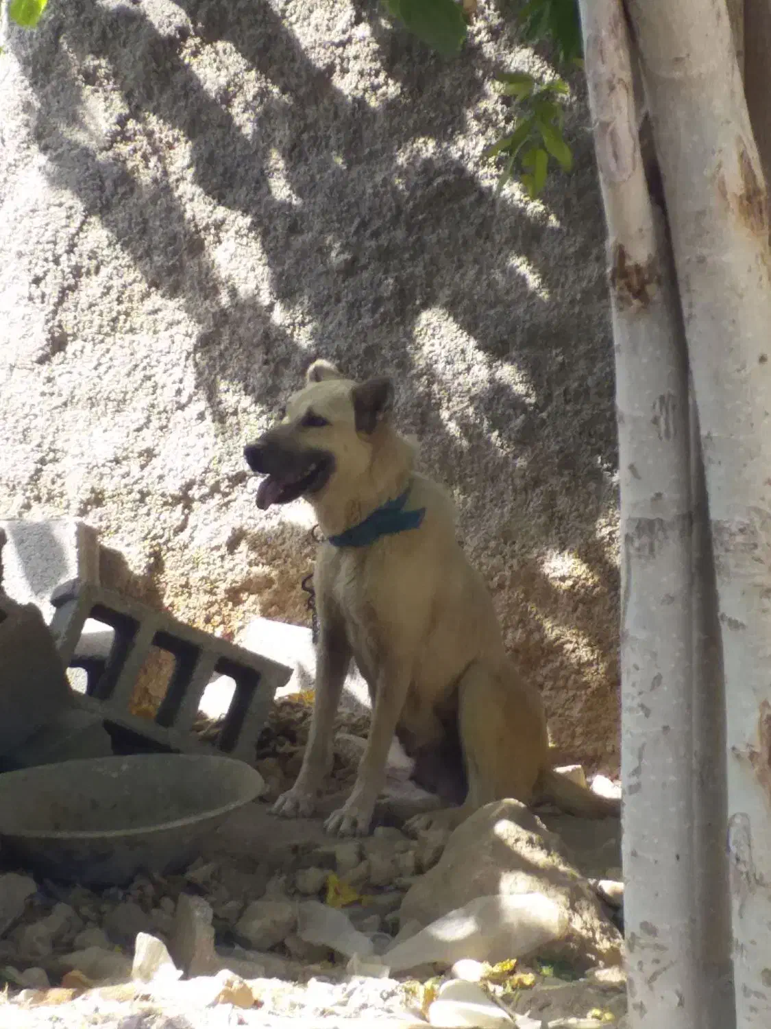 سگ ماده دزدیده شده|حیوانات|سرپل ذهاب, |دیوار