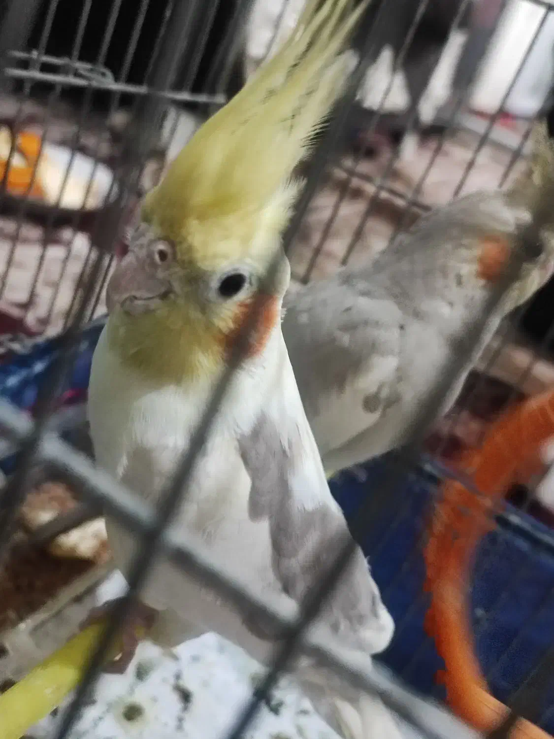 عرول هلندی|پرنده|اردبیل, |دیوار