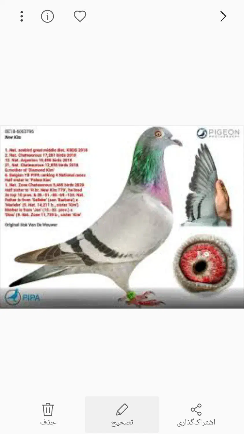 جوجه پلاکی گمشده|حیوانات|خمینی‌شهر, |دیوار