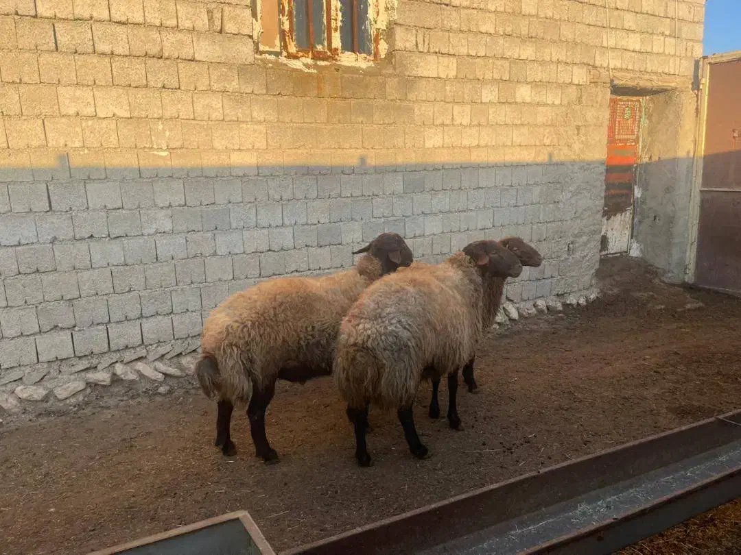 گوسفند، قوچ، دامداری|حیوانات مزرعه|دیواندره, |دیوار