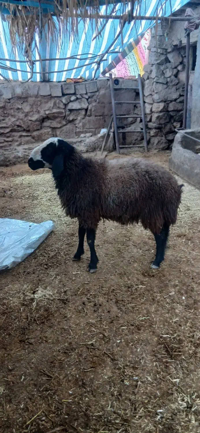 قوچ اصیل شال|حیوانات مزرعه|کرمانشاه, |دیوار