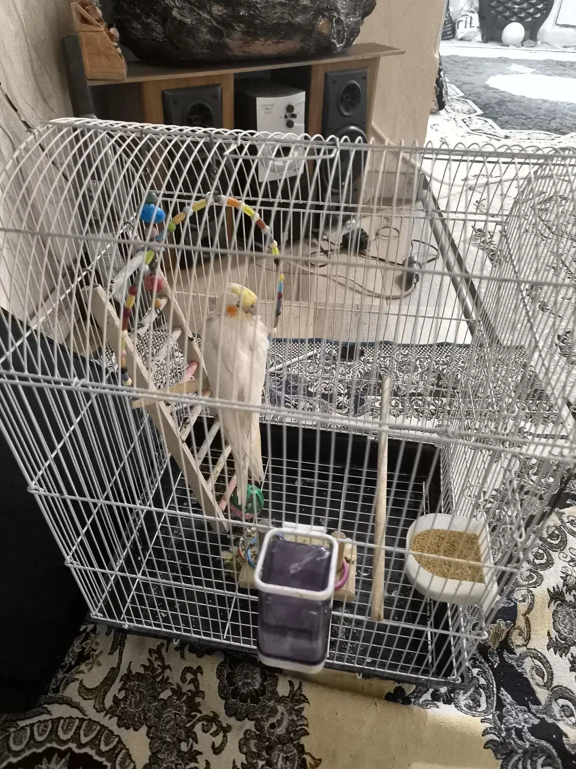 یک جوجه عروس هلندی با قفس و وسایل بازی|پرنده|اهواز, کمپلو شمالی|دیوار