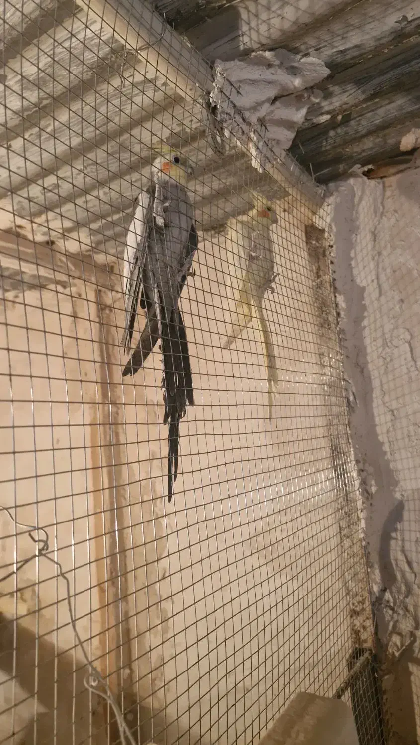 عروس هلندی|پرنده|زاهدان, |دیوار