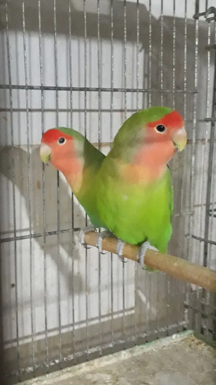 طوطی برزیلی|پرنده|اهواز, شریعتی جنوبی|دیوار