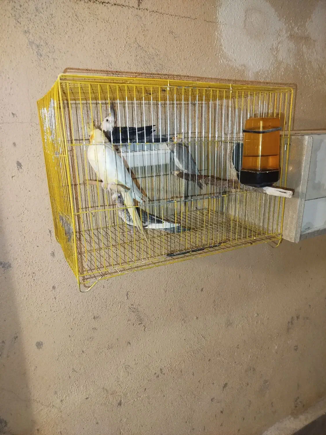 عروس هلندی مولد|پرنده|ساوه, |دیوار