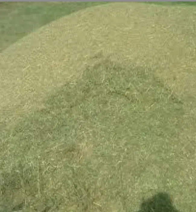 کاه عدس تازه|عمدهفروشی|دهدشت, |دیوار