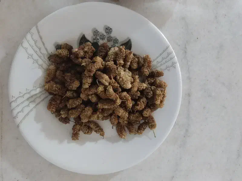 توت خشک|خوردنی و آشامیدنی|مشهد, کوشک مهدی|دیوار