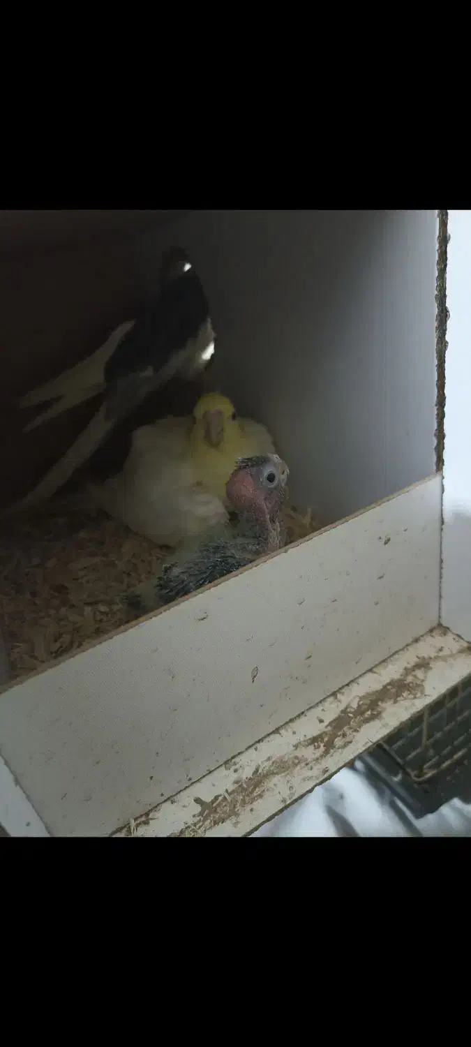 عروس هلندی مولد|پرنده|قم, علی آباد سعدگان|دیوار